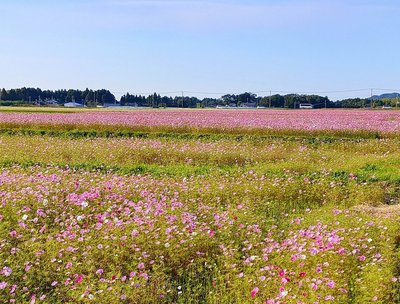 🌸 코스모스 로드 이미지 6